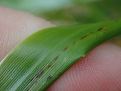 Anthoxanthum redolens