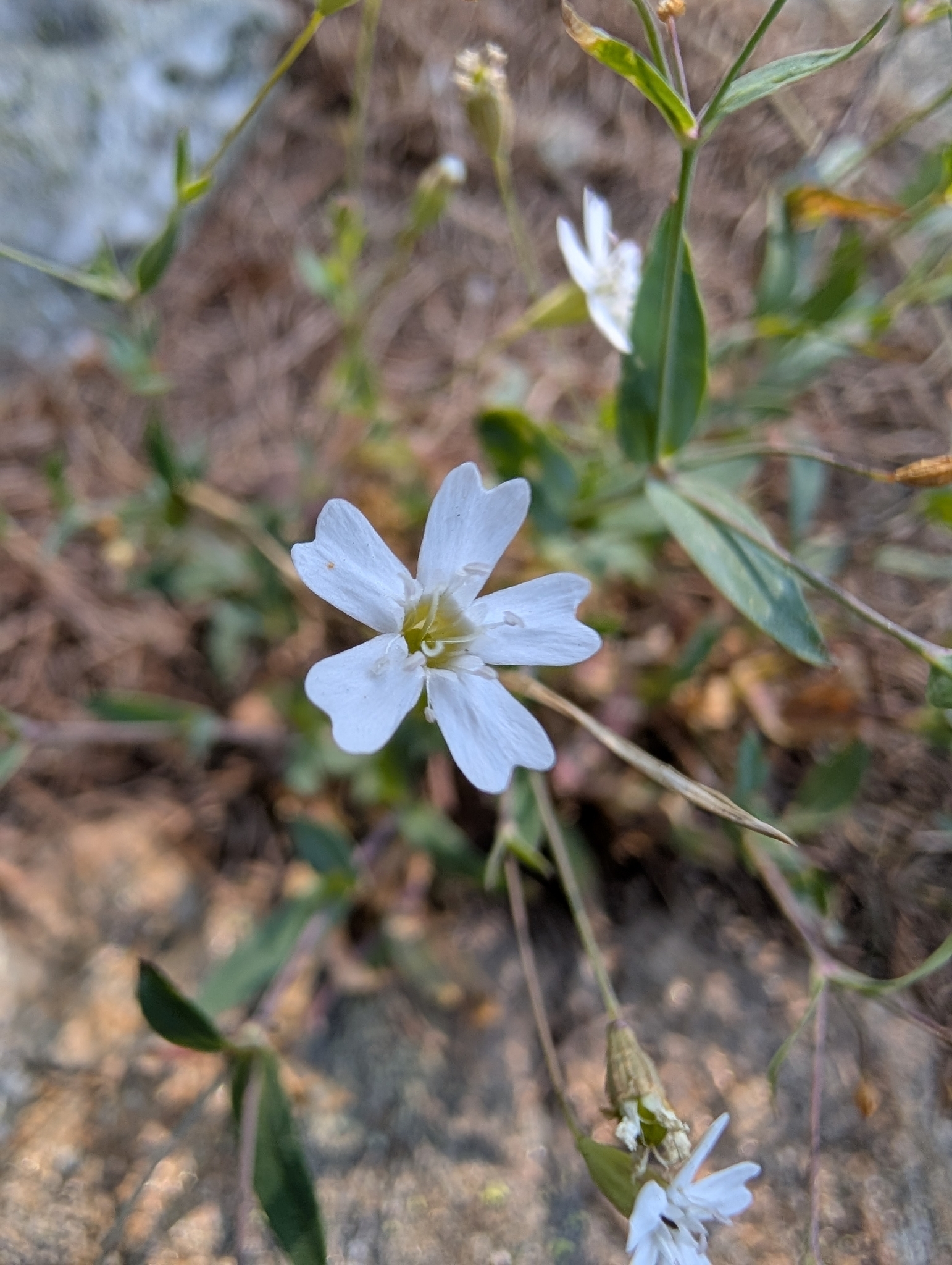 Rock Campion (Atocion rupestre)