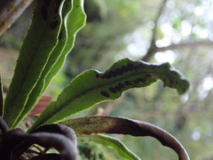 Notogrammitis rigida