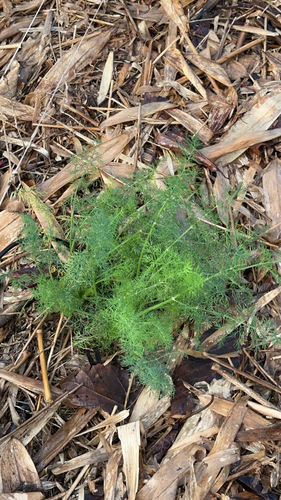 Foeniculum vulgare observed 2025-12-31