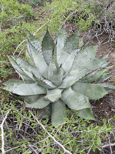 El Vizcaino agave (Agave vizcainoensis)