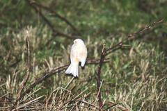 Serinus canaria domesticus