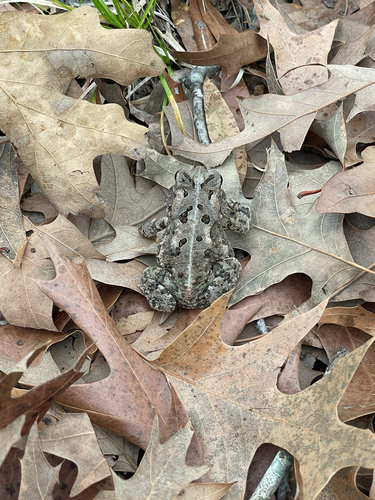 Fowler's Toad observed by kerby98