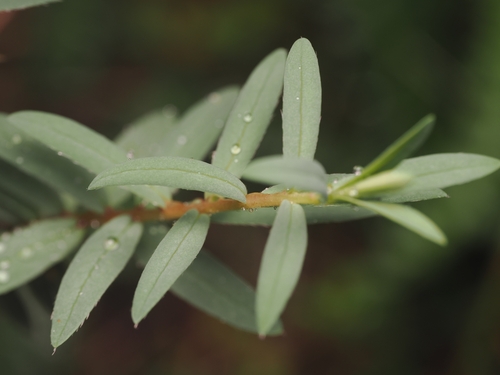 Pimelea tomentosa, photograph 5