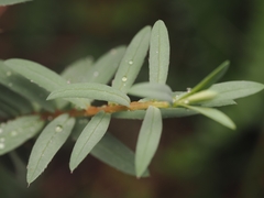 (c) Angus Campbell, some rights reserved (CC BY) Pimelea tomentosa, photograph (c) Angus Campbell, some rights reserved (CC BY)