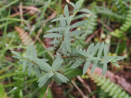 Pimelea tomentosa, photograph 6