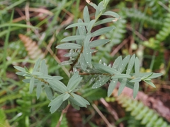 Pimelea tomentosa, photograph (c) Angus Campbell, some rights reserved (CC BY)