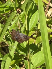 Achlyodini