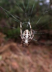 Neoscona theisi