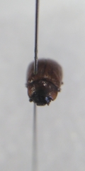 Gonioctena