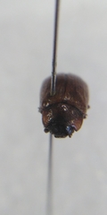 Gonioctena