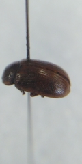Gonioctena