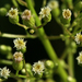 Horseweed - Photo (c) Svetlana Nesterova, some rights reserved (CC BY-NC)