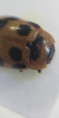 Gonioctena viminalis