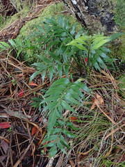 Asplenium scleroprium