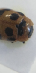 Gonioctena viminalis