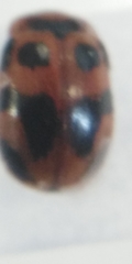Gonioctena viminalis