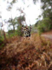 Neoscona theisi