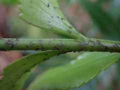 Asplenium scleroprium