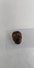 Gonioctena viminalis