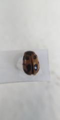 Gonioctena viminalis