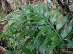 Asplenium scleroprium