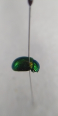 Chrysolina graminis