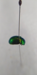 Chrysolina graminis