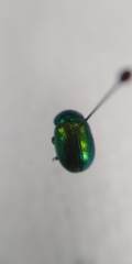 Chrysolina graminis