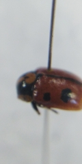 Cryptocephalus cordiger