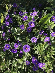 Lycianthes rantonnetii