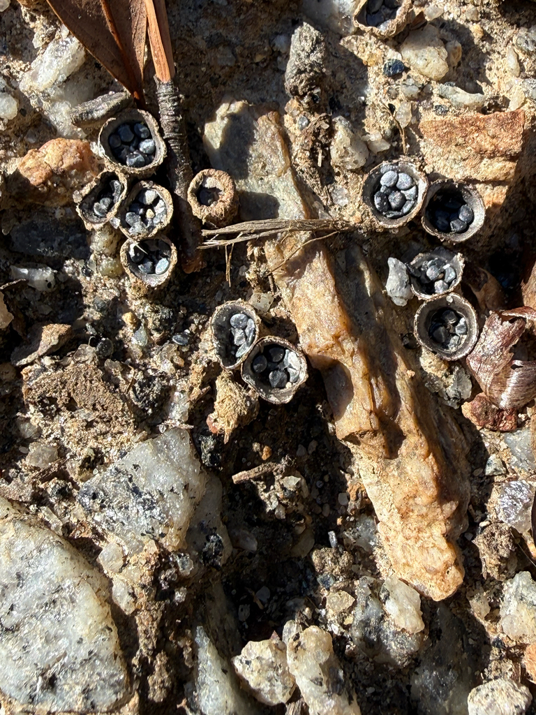 Cyathus stercoreus · December 2025 · photo: © frankcarrots (iNaturalist, cc-by)