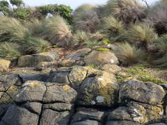 Poa litorosa