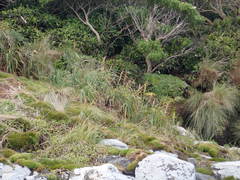 Carex trifida
