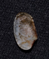 Venerupis anomala
