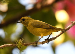 Euphonia luteicapilla