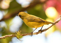 Euphonia luteicapilla
