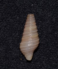 Pulsarella cognata