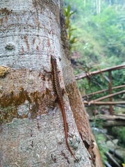 Sphenomorphus puncticentralis