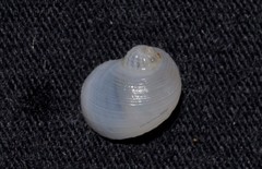 Vanikoro sigaretiformis