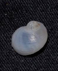 Vanikoro sigaretiformis