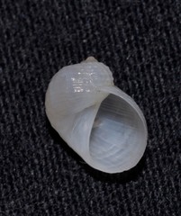 Vanikoro sigaretiformis