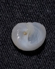 Vanikoro sigaretiformis