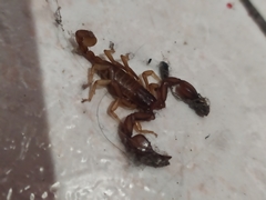 Euscorpius