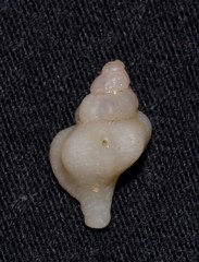 Chicoreus denudatus