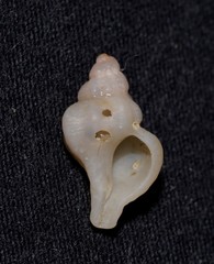 Chicoreus denudatus