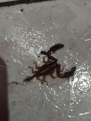 Euscorpius