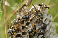 Polistes albellus