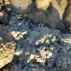 Cladiella