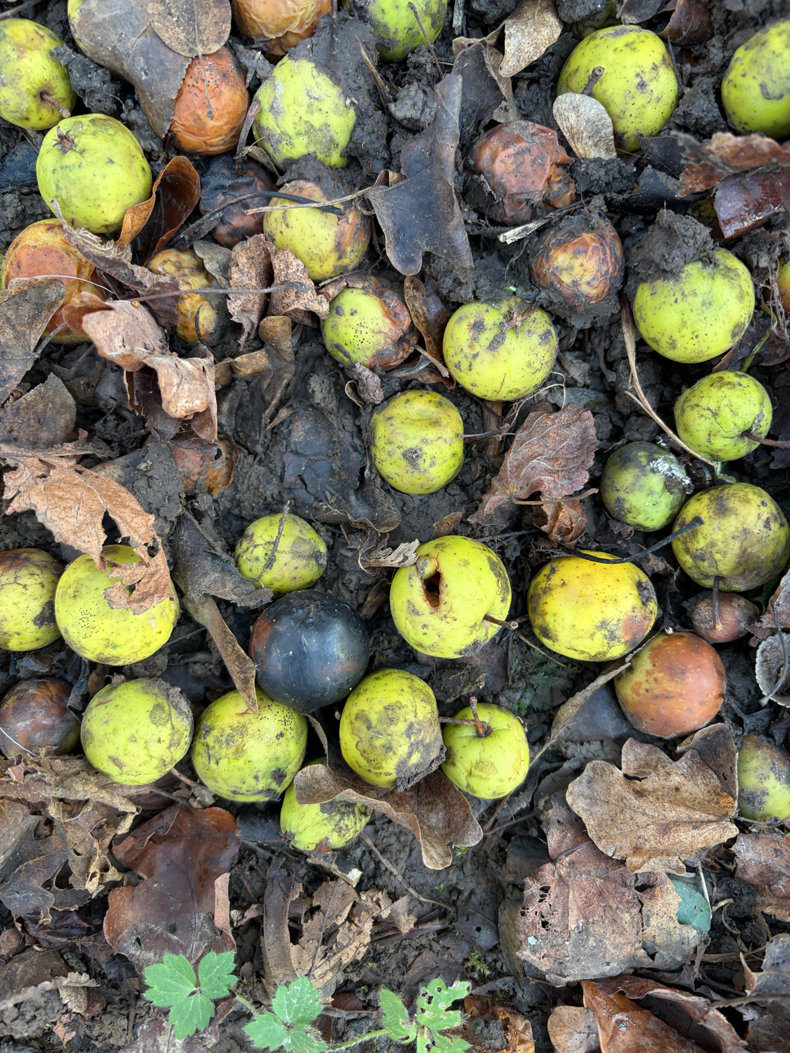 European Wild Apple (Malus sylvestris)